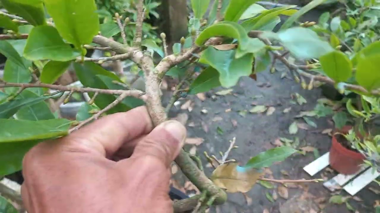 Miền trung vào mùa đông làm gì để tăng tốc nụ kịp tết 