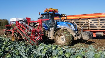 Verhoest Cabbage Harvester (Full Video)