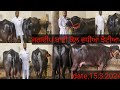 Jagdeepdiary farm ph 9876615127 dairyfarm buffalos sale dairy viral newfarm topquality