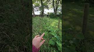 Hazel hedge update and other bits from the forest garden