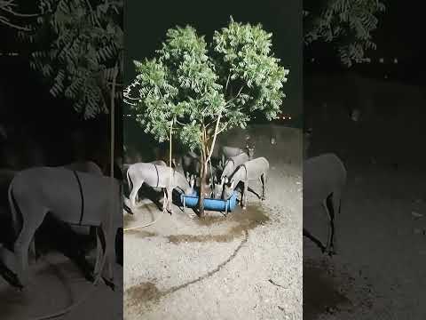 اجتمع ترامبوا مع اقرانه لعقد صفقة بتغير جذري لتغيير خطة استبدال الماء الذي يشربونه اكسبلور غزه