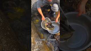 Natural Fish Trap! 🐟 Huge Catch in a Tiny Water Pool 😱 | #shortsfeed #shorts #shortvideo #ytshorts