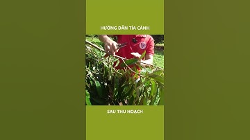Kỹ Thuật Cắt Tỉa Cành Tạo Tán Sầu Riêng Sau Thu Hoạch | Nông Nghiệp TKA