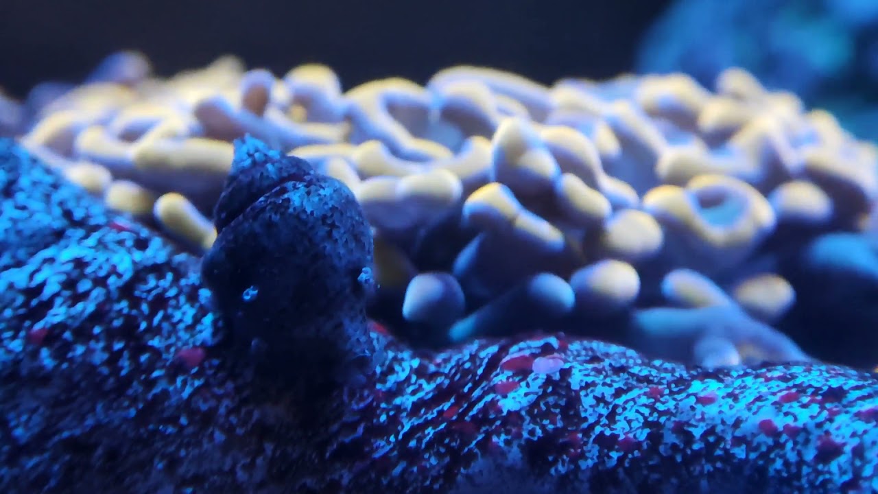 Dropoff 225l Detritus Cyanokiller