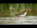 Black winged stilt blown off course ends up in buckinghamshire