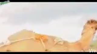 Mumtaz Mulai جانب علی