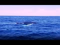 Ballena en Aguas de Mazagón 7 5 22