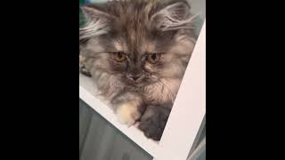 #kitten#cat#scotishcat#persian#cuteanimals#cute#kitty