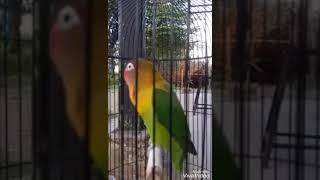 Masteran Lovebird || Lovebird langsung ngekek panjang