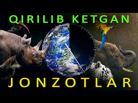 Video: Qizil kitobga kiritilgan hayvonlar. Bizon: Rossiyaning Qizil kitobi