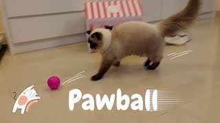 Cats' Pawball Comedy !  🐾⚽ by Eli & Mocha 2,381 views 3 months ago 1 minute, 28 seconds