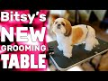 Small Dog Grooming Table | GO Pet Club | Rachel Reviews +Mom