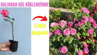 Dalından Gül Köklendirme Sonucu, Kolay Gül Köklendirme, Gül Nasıl Çoğaltılır, Dalından Gül Çoğaltma by Beril'in Hünerleri 1,521 views 13 days ago 5 minutes, 47 seconds