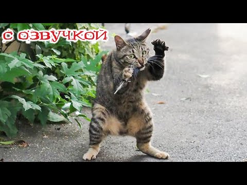 Приколы с котами! С ОЗВУЧКОЙ! СМЕШНЫЕ КОТЫ! Смешные видео с животными! До слез!