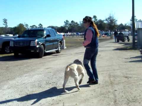 Video: Cool léto nápady pro panting Pooches