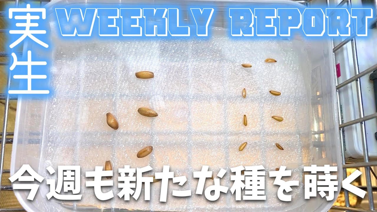 また種を蒔いた週｜パキポ、ピグマエア、センナ、オベサ、ボンバックス、ギラウミニアナの実生苗育成記録#103