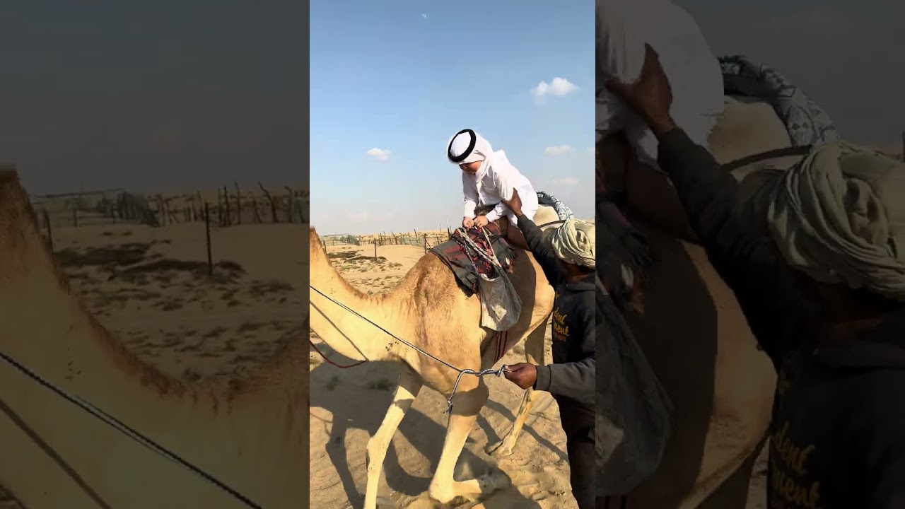 My camel Burgiir said I should post this🐪🏜️. #Burgiir