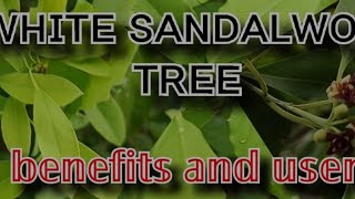 white sandalwood | benefits and users| full introduction , charactors of the tree.