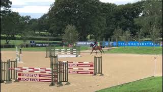 Super Quality Showjumper  - ad ref: 304998