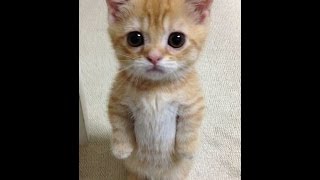 Кошки и любовь Кошки и любовь