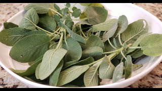 SAGE HEALTH BENEFITS ~ MAKING SAGE ELIXER AND TINCTURE