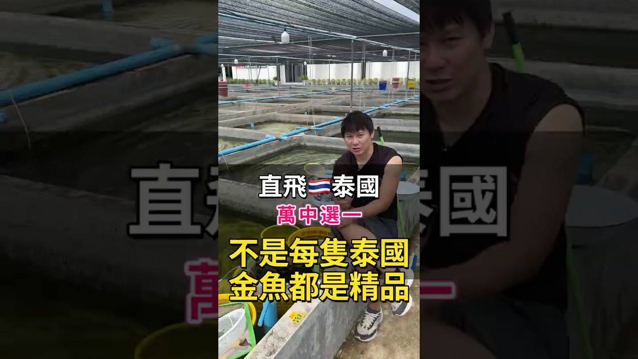 直擊泰國金魚三次嚴格篩選流程,帶你看泰國進口金魚殘酷的淘汰過程#泰獅 #蘭壽 #ranchu_goldfish #oranda_gold_fish 縮圖