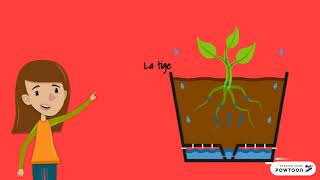 Les parties des plantes