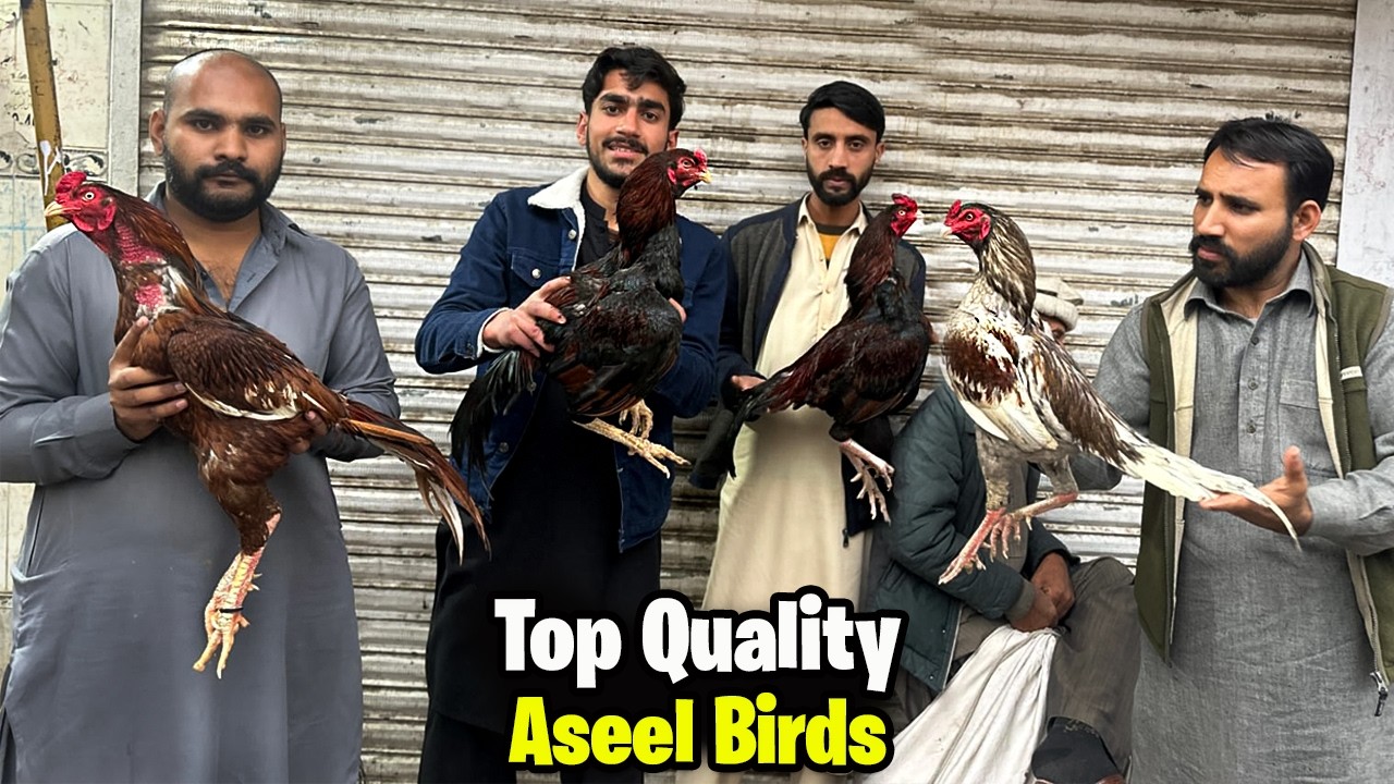 Aseel Murga Mandi Rawalpindi - Bohat Mehngai😱 | 6 Feb | Part 2 | Asian Pets Life