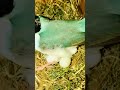 Blue Back - Black Head Gouldian Finch || Incubation || Nest Box