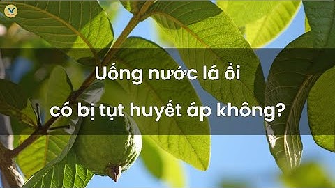 Uống nước lá ổi có bị tụt huyết áp không? Cẩn thận nếu bạn thuộc nhóm người này!