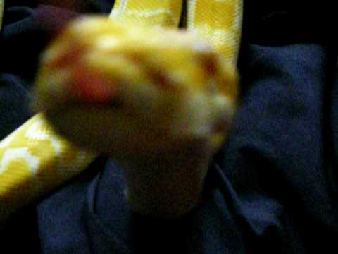 Snake Kisses
