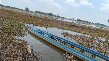 Câu cá rô đồng, thác lác. Câu  trúng địa hình này Chỉ cần câu một chỗ là dựt không kịp luôn .