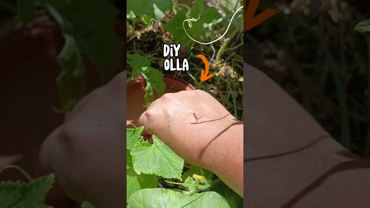 3 Tips For Growing A Garden In TEXAS HEAT Or Anywhere The South Really Texasgardening