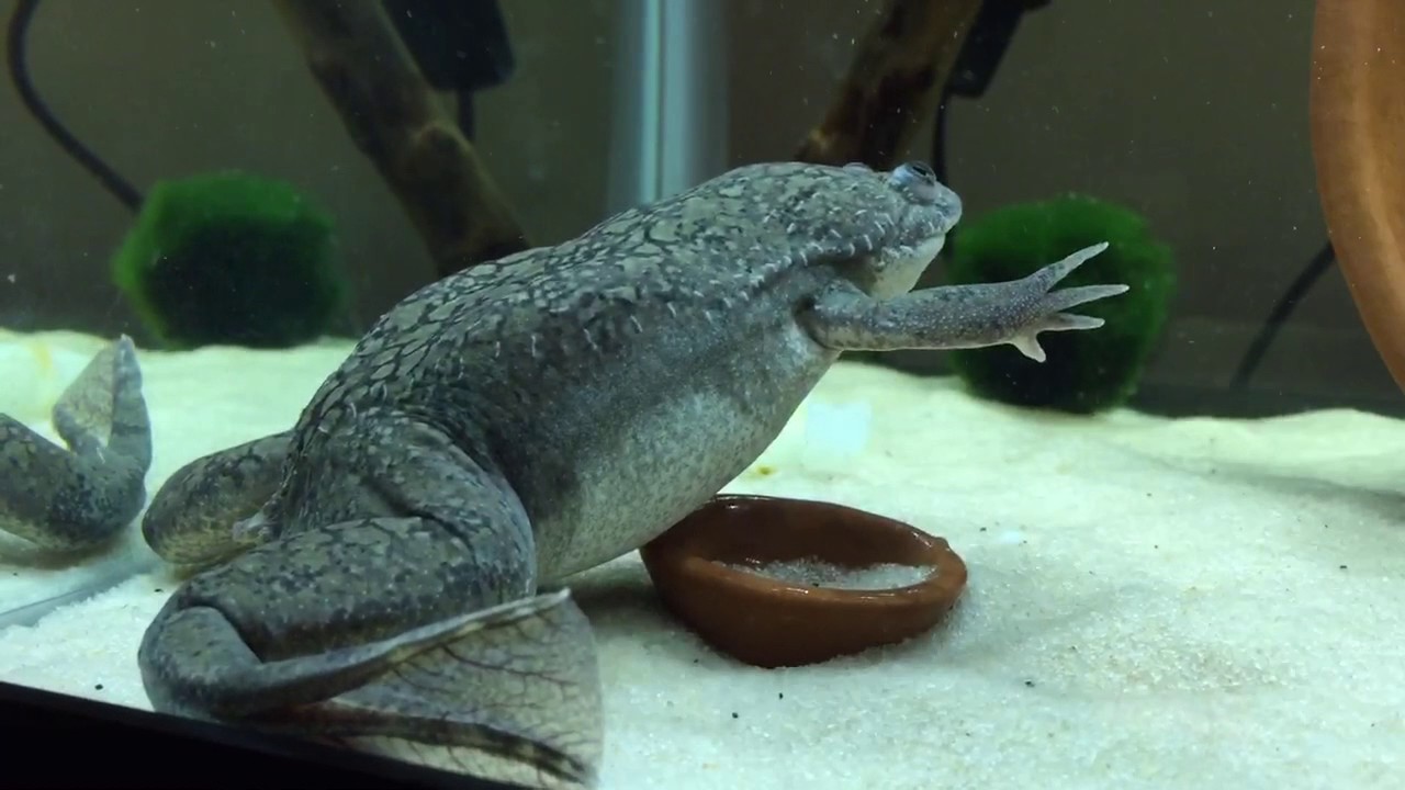 African Clawed Frog Sheds And Eats Own Skin - YouTube