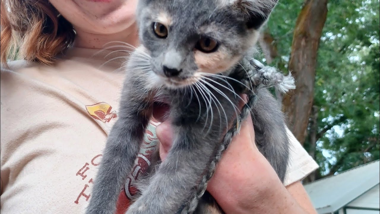 Kitty play time!!!!! |  cat vlogs ep. 5