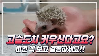 고슴도치 분양 전 필요한 준비물!!! 고슴도치 키우시려는 분들 꼭 보세요!!! (고슴도치 키우기) || 슴슴이