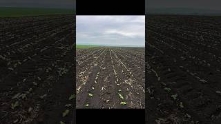 #agriculture #moldova#home# sunflower#