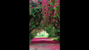 سورة الكافرون بصوت القارئ عبدالعزيز السحيمي /@CreativeclassSARIKA
