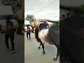 🦁எங்க அப்பு ஒரு சிங்கம் டா ❤️‍🔥👿⚡𝐂𝐎𝐌𝐄𝐁𝐀𝐂𝐊😡𝐖𝐀𝐈𝐓𝐈𝐍𝐆💥......#jallikattu #trending #bull #kangeyam #appu