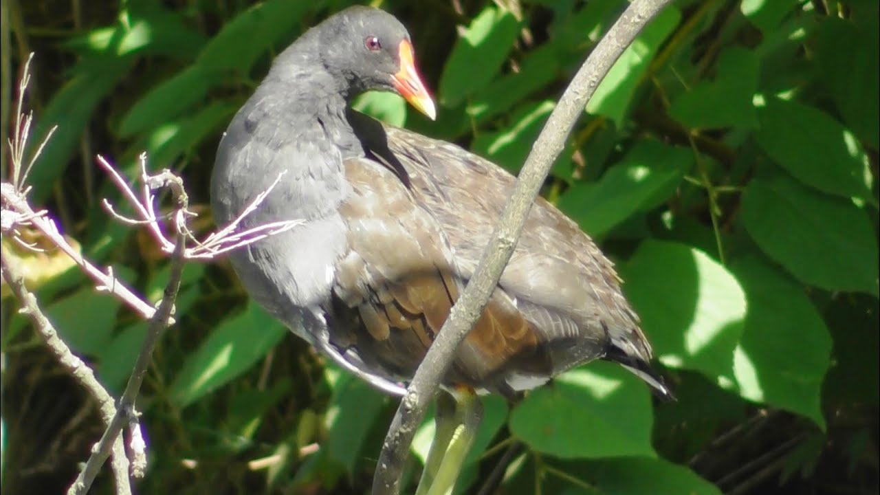 Камышница ( Gallinula chloropus ) 