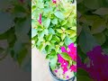 বাগান বিলাস❤️#youtubeshorts #viral #foryou #nature #unfrez #flowers #garden #plants #love