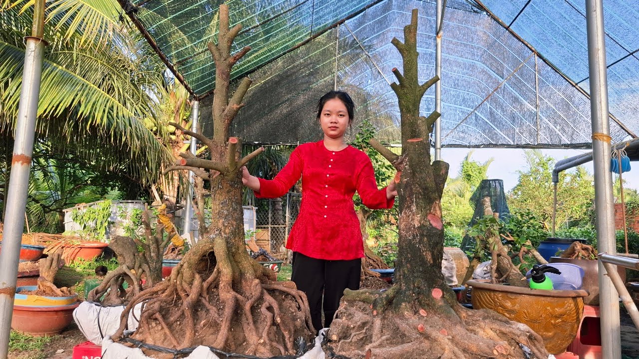 MAI TỨ QUÝ .DÁNG ĐỘC.ĐẾ VÍP .GL.12/8.LH.036.359.1888.ĐIỀN #@MAI VÀNG NAM ĐIỀN#mai #036 