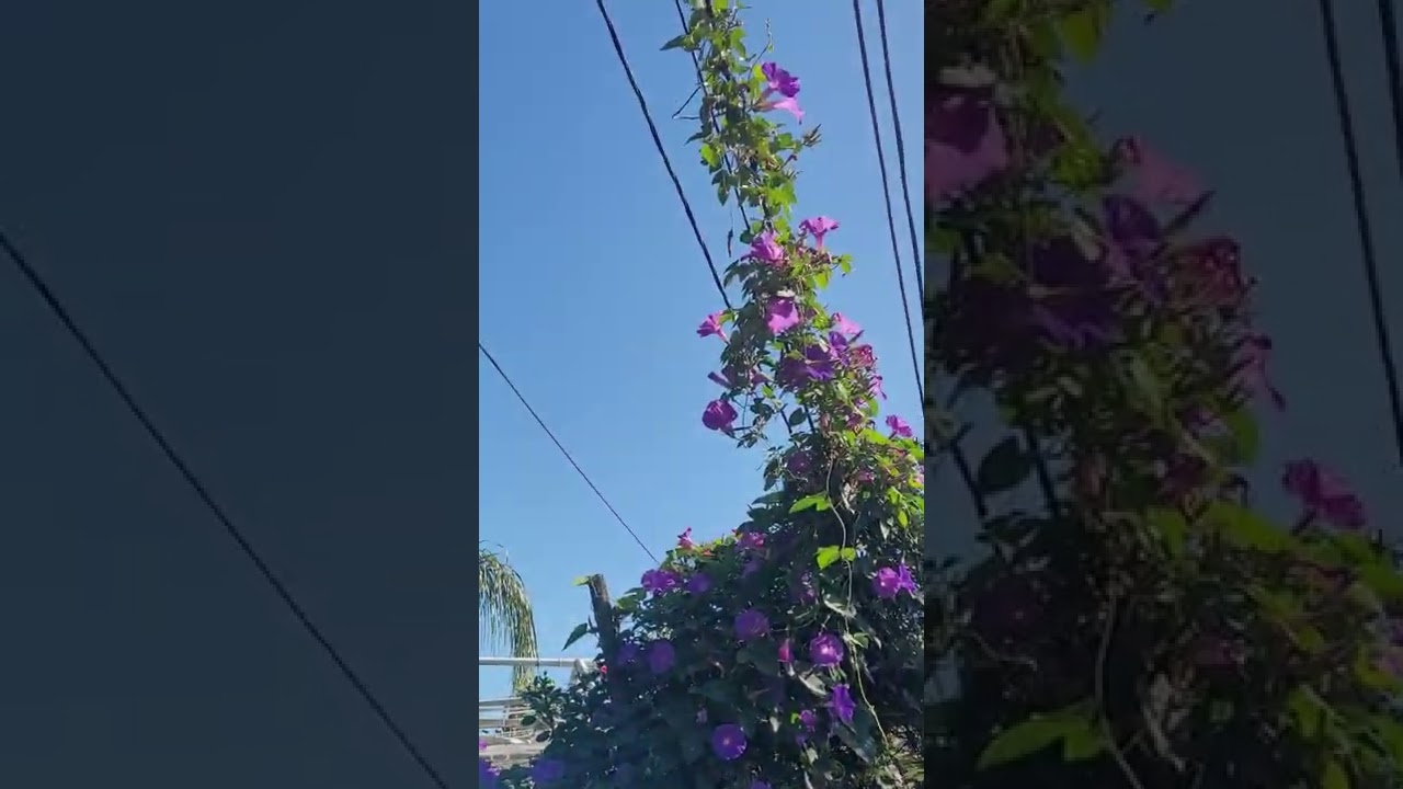 The morning glory take over! lol took a tiny cutting from the neighbor to try to beautify our fence.