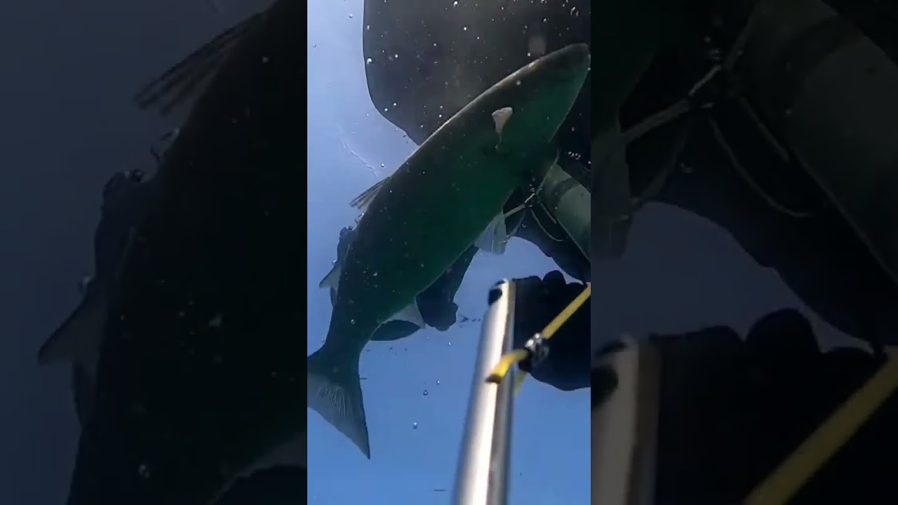 spearfishing/shortsshorts spearfishing YouTube