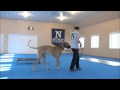 Miles (Great Dane) Boot Camp Dog Training Miles (Great Dane) Boot Camp Dog Training