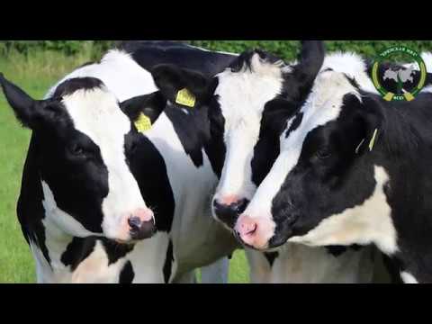 Голштинская порода коров - YouTube