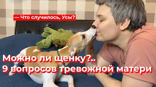 Что случилось, Усы? Можно ли щенку?..