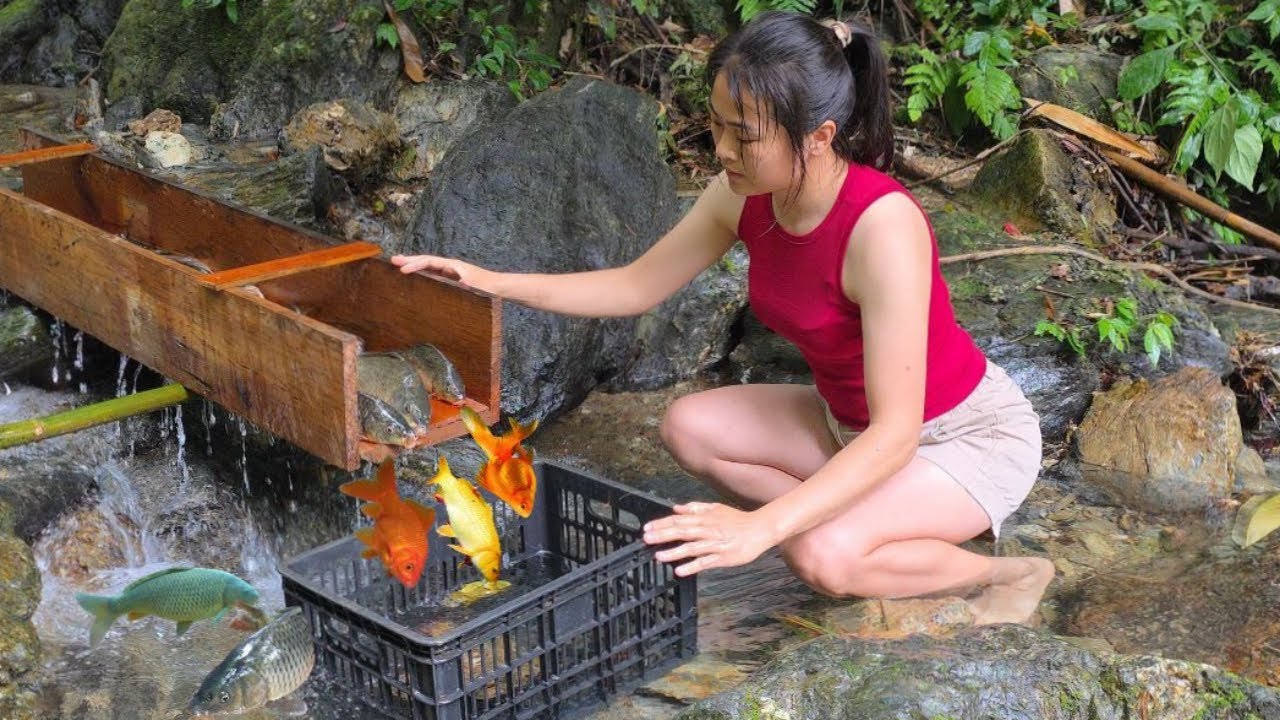 Full Video 20 days: Set traps to catch fish, harvest fish for sale, care for pets, cook.