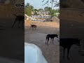 ❤️ One meal can change their day#dogfeeding#dog#straydogs #trending#youtubeshorts#viral