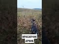 Дратхаар 9мес.Натаска по перепелу #pointingdog #дратхаар #huntingdog #охотанаперепела #quailhunting